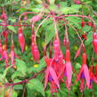 Fuchsie, čílko 'Riccartonii' - Fuchsia magellanica 'Riccartonii'