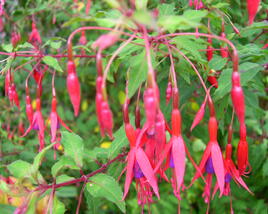 Fuchsie, čílko 'Riccartonii'