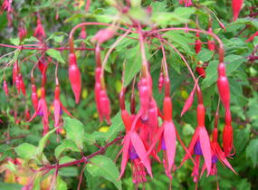 Fuchsie, čílko 'Riccartonii' - Fuchsia magellanica 'Riccartonii'