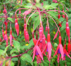 Fuchsie, čílko 'Riccartonii' - Fuchsia magellanica 'Riccartonii'