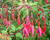 Fuchsie, čílko 'Riccartonii'
