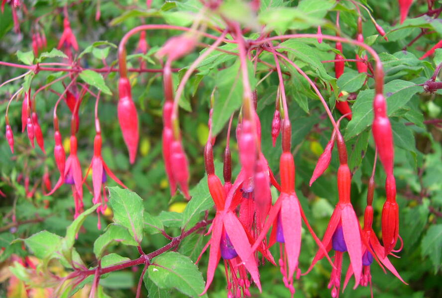 Fuchsie, čílko 'Riccartonii' - Fuchsia magellanica 'Riccartonii'
