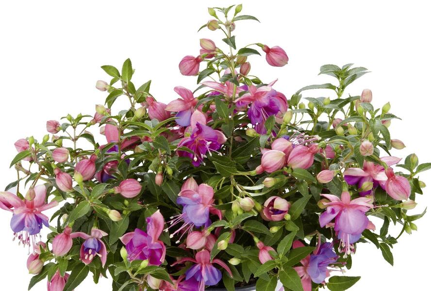 Fuchsie, čílko 'Fuchsini Double Rose Blue' - Fuchsia hybrida 'Fuchsini Double Rose Blue'