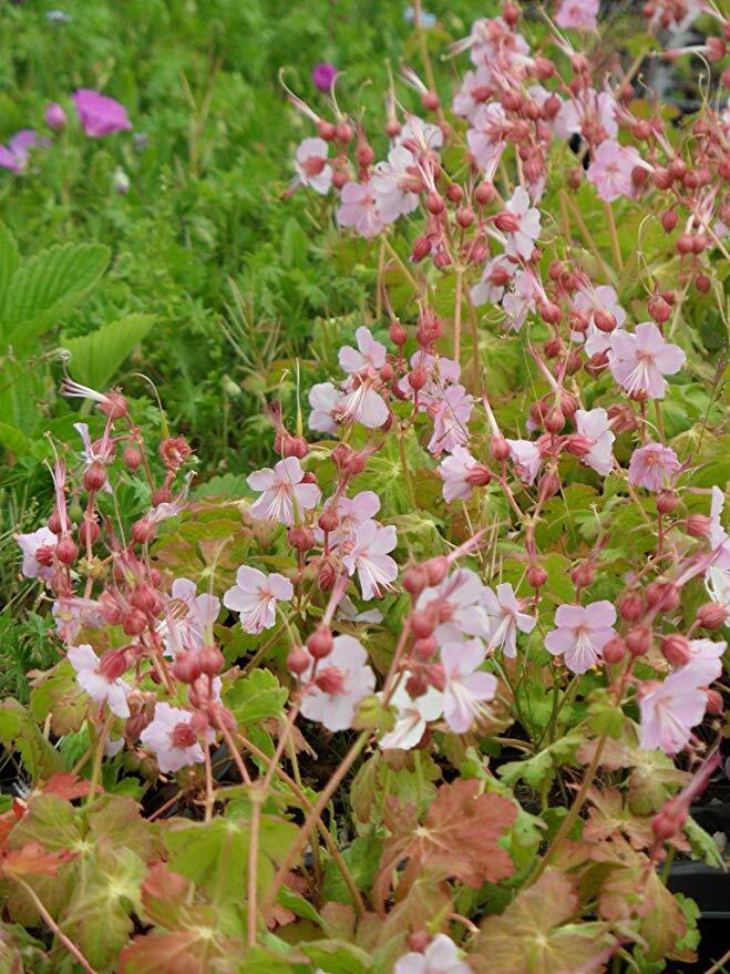 Kakost oddenkatý 'Jördis' - Geranium macrorrhizum 'Jördis'