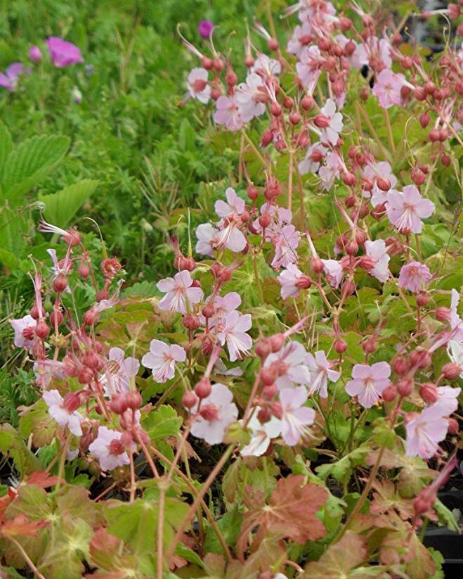 Kakost oddenkatý 'Jördis' - Geranium macrorrhizum 'Jördis'