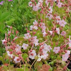 Kakost oddenkatý 'Jördis' - Geranium macrorrhizum 'Jördis'