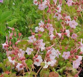 Kakost oddenkatý 'Jördis' - Geranium macrorrhizum 'Jördis'