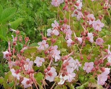 Kakost oddenkatý 'Jördis'