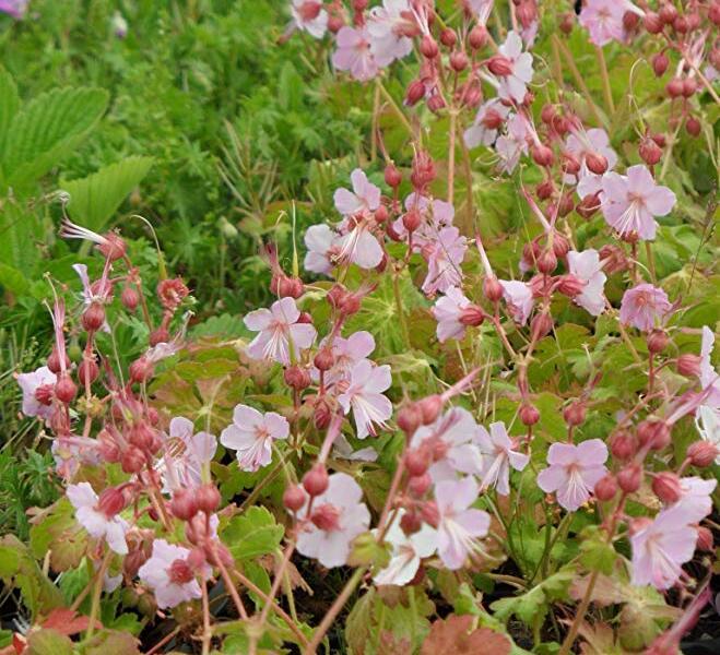 Kakost oddenkatý 'Jördis' - Geranium macrorrhizum 'Jördis'