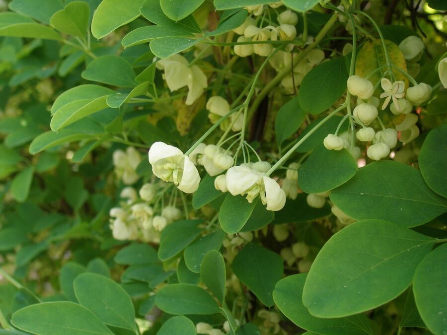 Akébie pětičetná 'Alba' - Akebia quinata 'Alba'