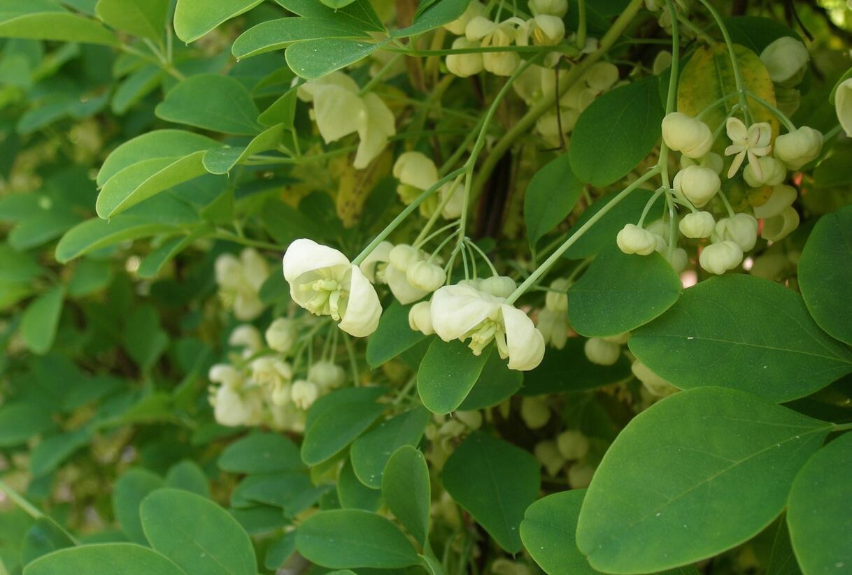 Akébie pětičetná 'Alba' - Akebia quinata 'Alba'