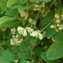 Akébie pětičetná 'Alba' - Akebia quinata 'Alba'