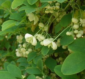 Akébie pětičetná 'Alba' - Akebia quinata 'Alba'