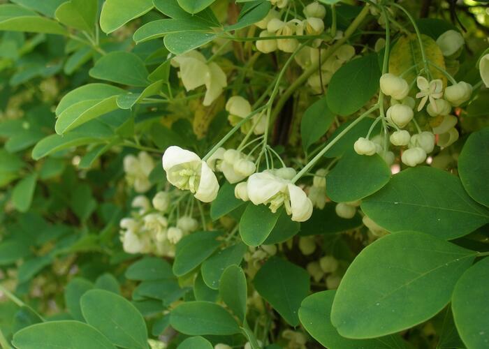 Akébie pětičetná 'Alba' - Akebia quinata 'Alba'