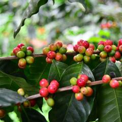 Kávovník arabský 'Tequero' - Coffea arabica 'Tequero'