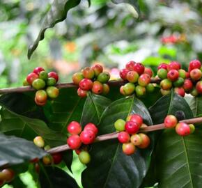 Kávovník arabský 'Tequero' - Coffea arabica 'Tequero'