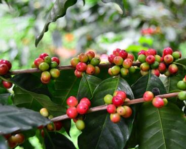 Kávovník arabský 'Tequero'