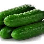 Okurka salátová skleníková 'Sherpa F1'
