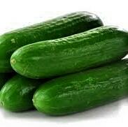 Okurka salátová 'Sherpa' F1 - Cucumis sativus 'Sherpa' F1