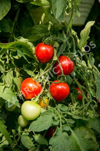 Rajče převislé 'Brasil Red' F1 - Lycopersicon esculentum 'Brasil Red' F1