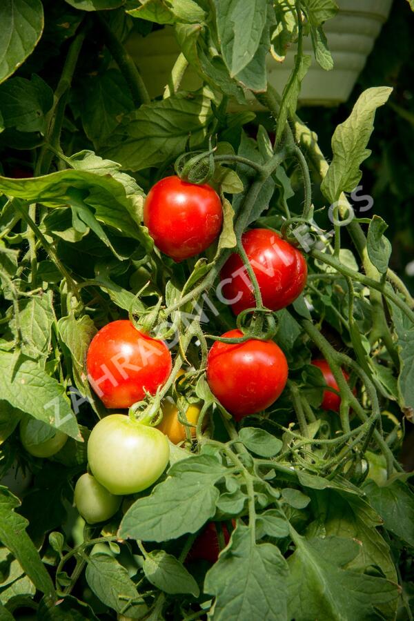 Rajče převislé 'Brasil Red' F1 - Lycopersicon esculentum 'Brasil Red' F1