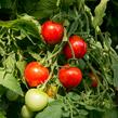 Rajče převislé 'Brasil Red' F1 - Lycopersicon esculentum 'Brasil Red' F1