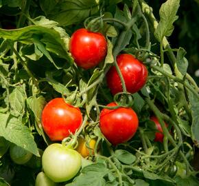 Rajče převislé 'Brasil Red' F1