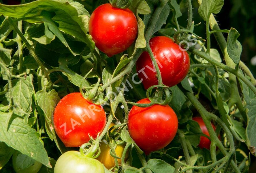 Rajče převislé 'Brasil Red' F1 - Lycopersicon esculentum 'Brasil Red' F1