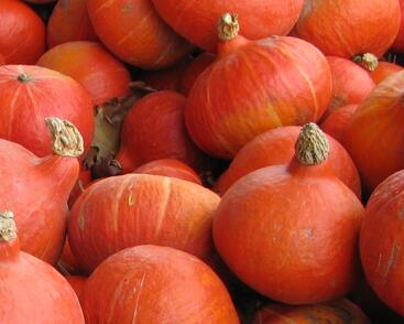 Tykev hokaido 'Uchiki Kuri'