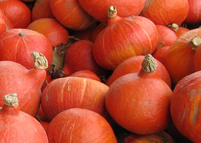 Tykev velkoplodá 'Uchiki Kuri' - Cucurbita pepo 'Uchiki Kuri'