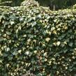 Břečťan popínavý 'Goldheart' - Hedera helix 'Goldheart'
