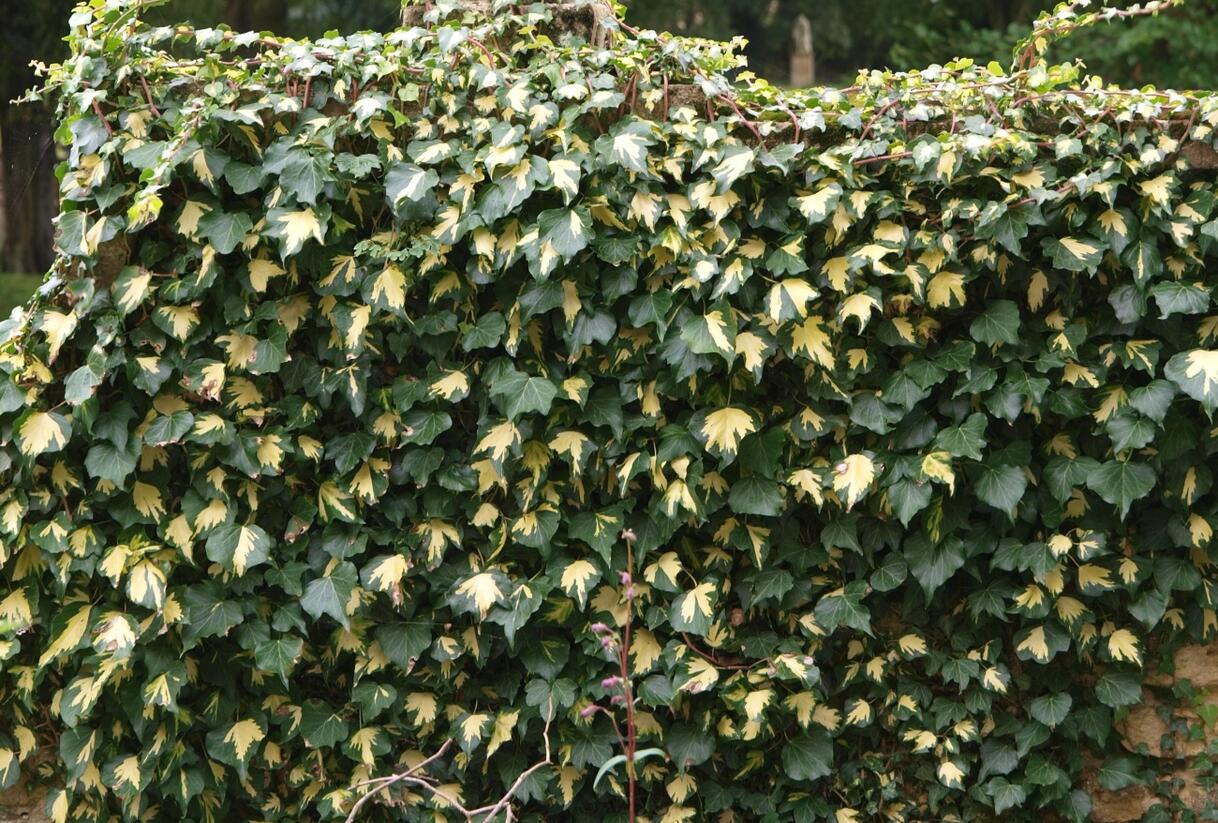 Břečťan popínavý 'Goldheart' - Hedera helix 'Goldheart'