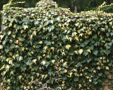 Břečťan popínavý 'Goldheart'