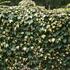 brectan-popinavy-goldheart.jpg
