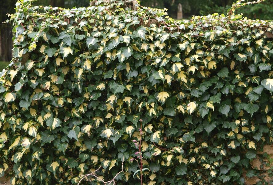 Břečťan popínavý 'Goldheart' - Hedera helix 'Goldheart'