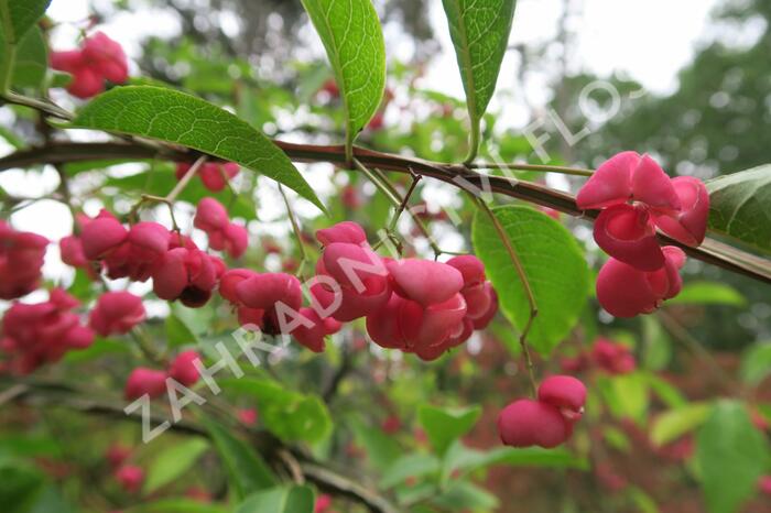 Brslen korkovitý - Euonymus phellomanus