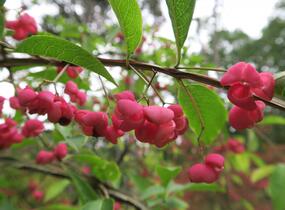 Brslen korkovitý - Euonymus phellomanus