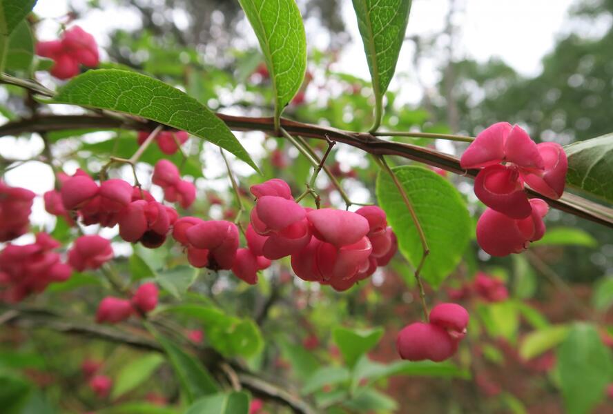 Brslen korkovitý - Euonymus phellomanus