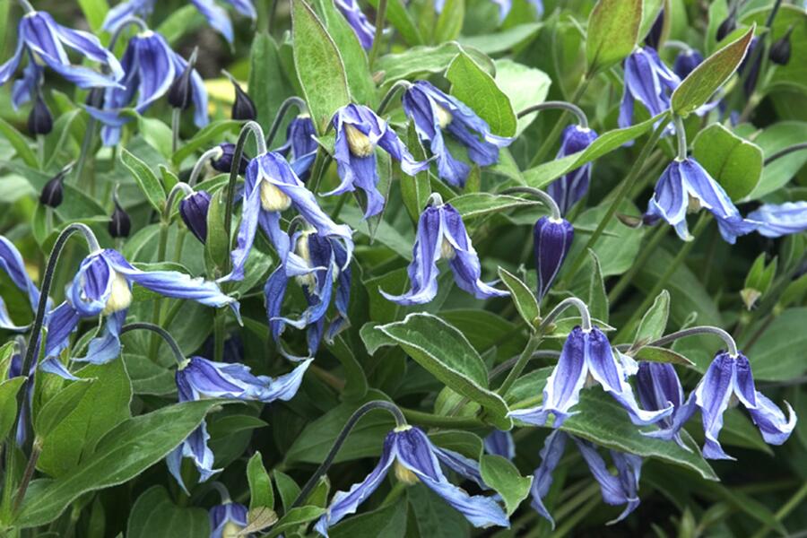 Plamének celolistý - Clematis integrifolia