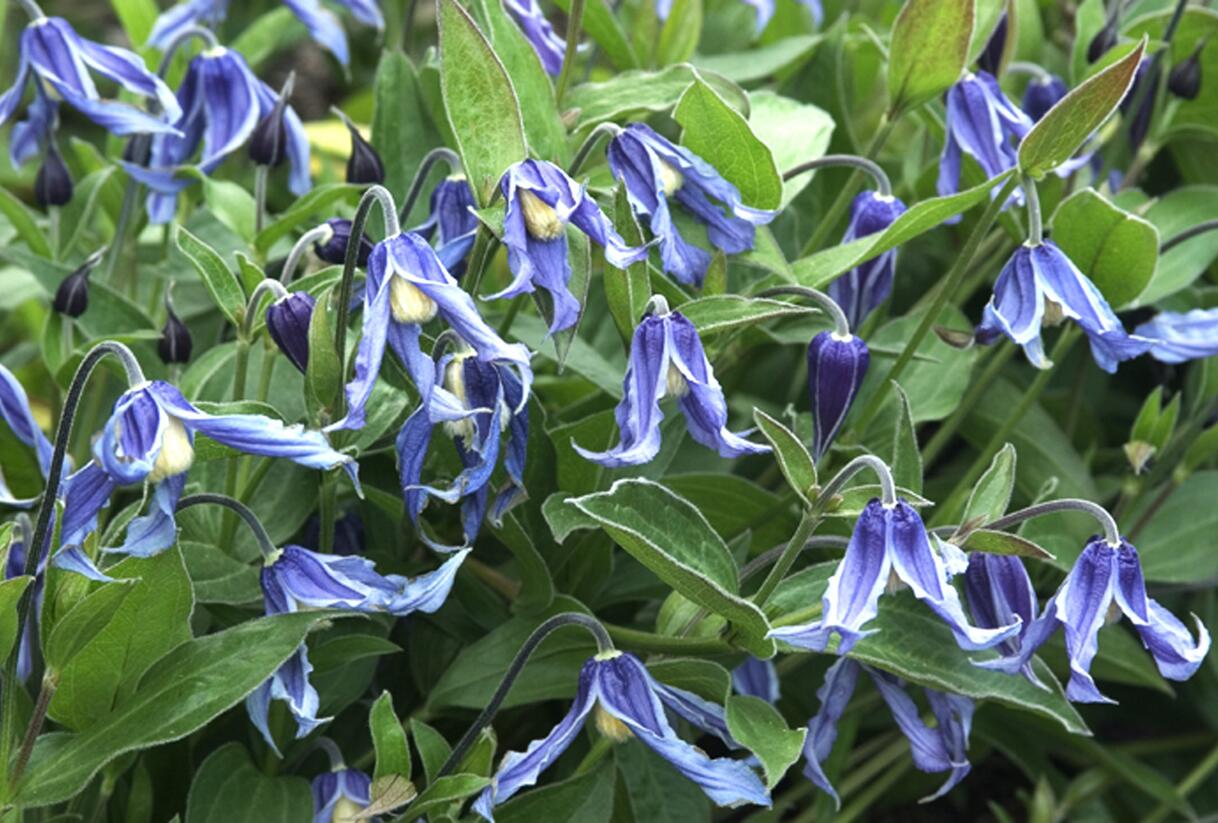 Plamének celolistý - Clematis integrifolia
