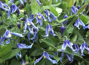 Plamének celolistý - Clematis integrifolia
