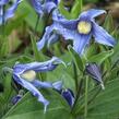 Plamének celolistý - Clematis integrifolia