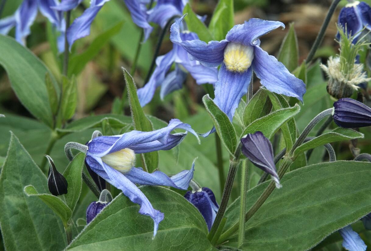 Plamének celolistý - Clematis integrifolia