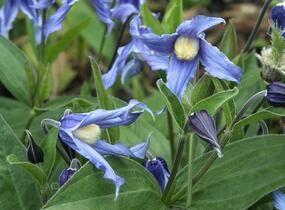Plamének celolistý - Clematis integrifolia