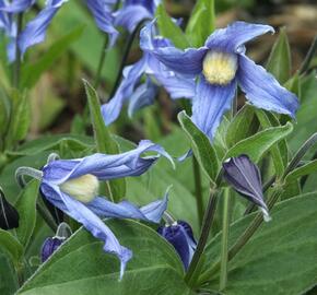 Plamének celolistý - Clematis integrifolia