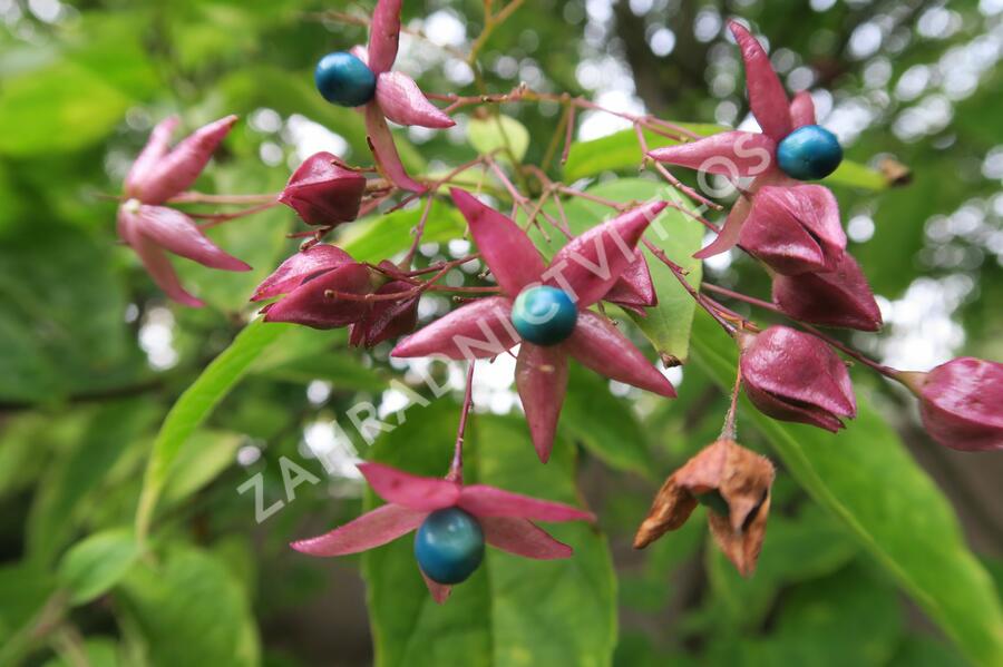 Blahokeř trojmý - Clerodendrum trichotomum