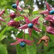 Blahokeř trojmý - Clerodendrum trichotomum