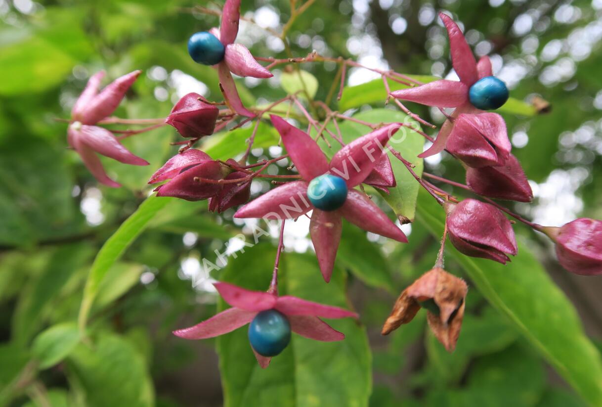 Blahokeř trojmý - Clerodendrum trichotomum