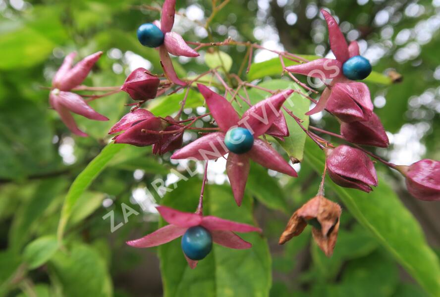Blahokeř trojmý - Clerodendrum trichotomum