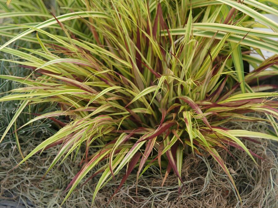 Rákosník japonský 'Naomi' - Hakonechloa macra 'Naomi'